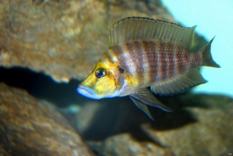 Altolamprologus compressiceps 'Muzi'